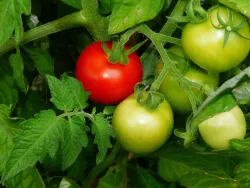 Graines de tomate sur BB-Potager