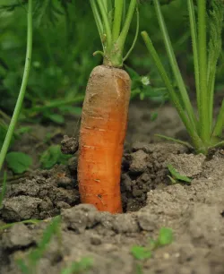 Graines de Carotte BIO sur BB-Potager