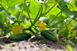 Graines de Concombre BIO sur BB-Potager
