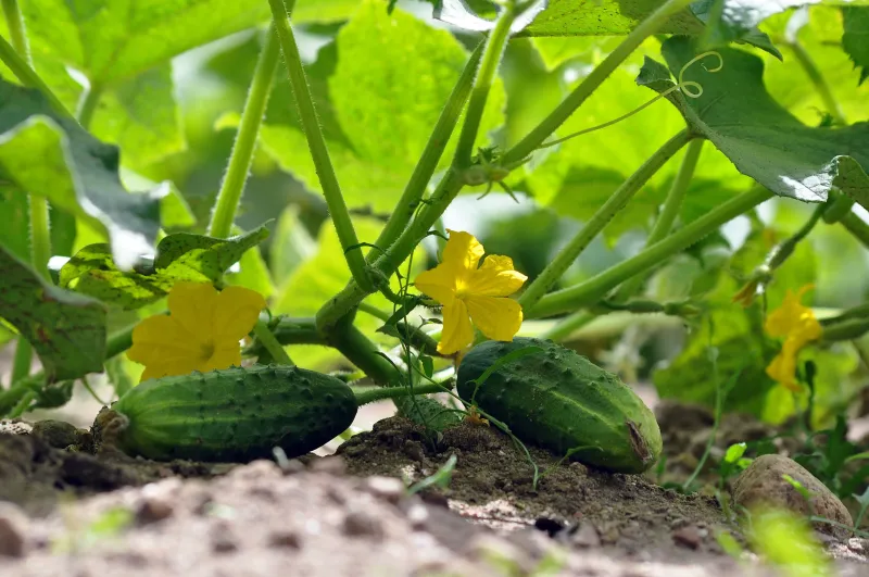 Graines de Concombre BIO sur BB-Potager