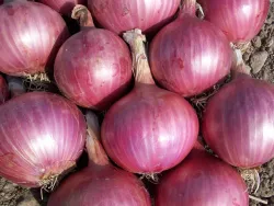 Graines d'Oignon Rouge Bio sur BB-Potager