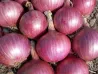 Graines d'Oignon Rouge Bio sur BB-Potager