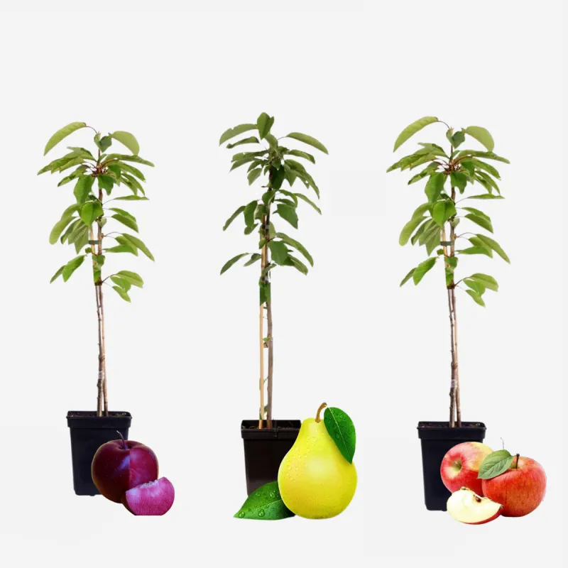 Arbres Colonnaires sur BB-Potager