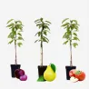 Arbres Colonnaires sur BB-Potager