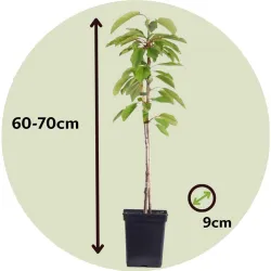 Arbres Colonnaires sur BB-Potager