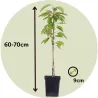 Arbres Colonnaires sur BB-Potager