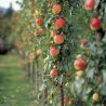 Arbres Colonnaires sur BB-Potager