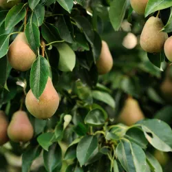 Arbres Colonnaires sur BB-Potager