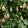 Arbres Colonnaires sur BB-Potager