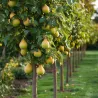 Arbres Colonnaires sur BB-Potager