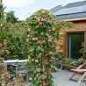 Arbres Colonnaires sur BB-Potager