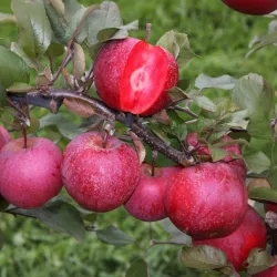 Arbres Colonnaires sur BB-Potager
