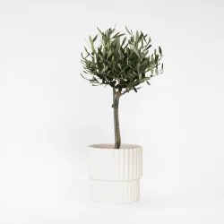 Olivier - Olea Europaea - Hauteur 45-55Cm - ⌀14Cm