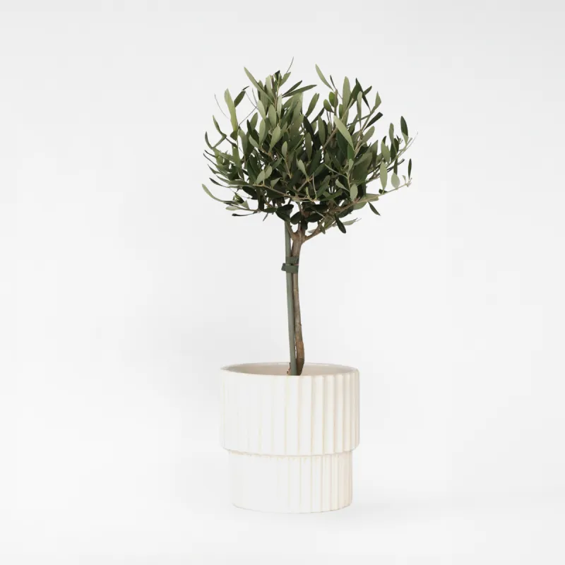 Olivier - Olea Europaea - Hauteur 45-55Cm - ⌀14Cm
