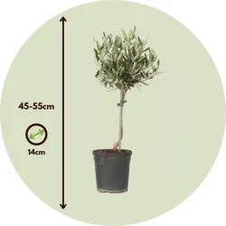 Olivier - Olea Europaea - Hauteur 45-55Cm - ⌀14Cm