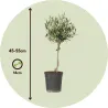 Olivier - Olea Europaea - Hauteur 45-55Cm - ⌀14Cm