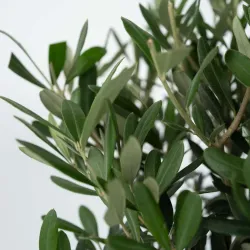 Olivier - Olea Europaea - Hauteur 45-55Cm - ⌀14Cm