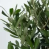 Olivier - Olea Europaea - Hauteur 45-55Cm - ⌀14Cm