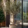 Olivier - Olea Europaea - Hauteur 45-55Cm - ⌀14Cm