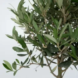 Olivier - Olea Europaea - Hauteur 45-55Cm - ⌀14Cm