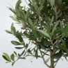 Olivier - Olea Europaea - Hauteur 45-55Cm - ⌀14Cm