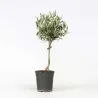 Olivier - Olea Europaea - Hauteur 45-55Cm - ⌀14Cm