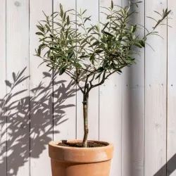 Olivier - Olea Europaea - Hauteur 45-55Cm - ⌀14Cm