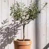 Olivier - Olea Europaea - Hauteur 45-55Cm - ⌀14Cm