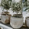 Olivier - Olea Europaea - Hauteur 45-55Cm - ⌀14Cm