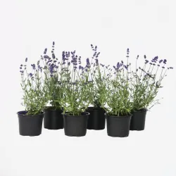 Lavande Vraie - Set De 6 - Lavandula Angustifolia - Hauteur 10-15Cm - ⌀10,5Cm