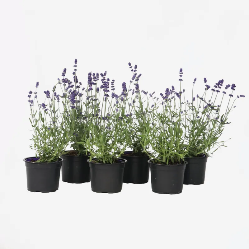 Lavande Vraie - Set De 6 - Lavandula Angustifolia - Hauteur 10-15Cm - ⌀10,5Cm