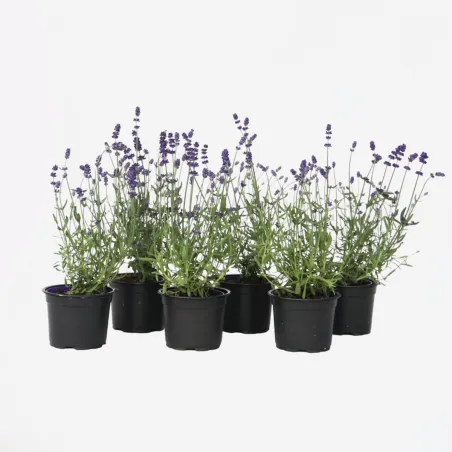 Lavande Vraie - Set De 6 - Lavandula Angustifolia - Hauteur 10-15Cm - ⌀10,5Cm