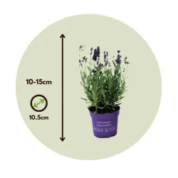 Lavande Vraie - Set De 6 - Lavandula Angustifolia - Hauteur 10-15Cm - ⌀10,5Cm