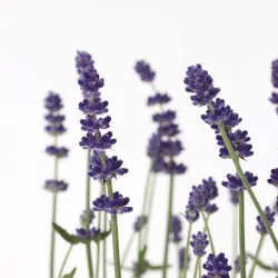 Lavande Vraie - Set De 6 - Lavandula Angustifolia - Hauteur 10-15Cm - ⌀10,5Cm