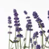Lavande Vraie - Set De 6 - Lavandula Angustifolia - Hauteur 10-15Cm - ⌀10,5Cm