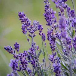 Lavande Vraie - Set De 6 - Lavandula Angustifolia - Hauteur 10-15Cm - ⌀10,5Cm