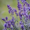 Lavande Vraie - Set De 6 - Lavandula Angustifolia - Hauteur 10-15Cm - ⌀10,5Cm