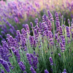 Lavande Vraie - Set De 6 - Lavandula Angustifolia - Hauteur 10-15Cm - ⌀10,5Cm