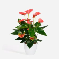 Langue De Feu - Anthurium 'Sweet Dream' - Hauteur 35-45Cm - Ø12Cm