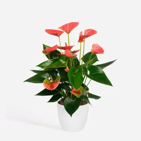 Langue De Feu - Anthurium 'Sweet Dream' - Hauteur 35-45Cm - Ø12Cm