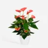 Langue De Feu - Anthurium 'Sweet Dream' - Hauteur 35-45Cm - Ø12Cm