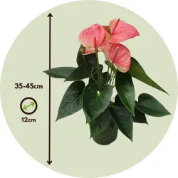 Langue De Feu - Anthurium 'Sweet Dream' - Hauteur 35-45Cm - Ø12Cm