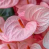 Langue De Feu - Anthurium 'Sweet Dream' - Hauteur 35-45Cm - Ø12Cm
