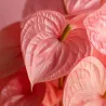 Langue De Feu - Anthurium 'Sweet Dream' - Hauteur 35-45Cm - Ø12Cm
