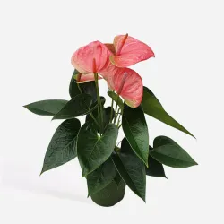 Langue De Feu - Anthurium 'Sweet Dream' - Hauteur 35-45Cm - Ø12Cm