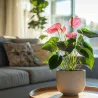 Langue De Feu - Anthurium 'Sweet Dream' - Hauteur 35-45Cm - Ø12Cm