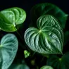 Langue De Feu - Anthurium 'Sweet Dream' - Hauteur 35-45Cm - Ø12Cm