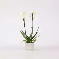 Orchidée Papillon - Phalaenopsis - Hauteur 50-60Cm - ⌀12Cm