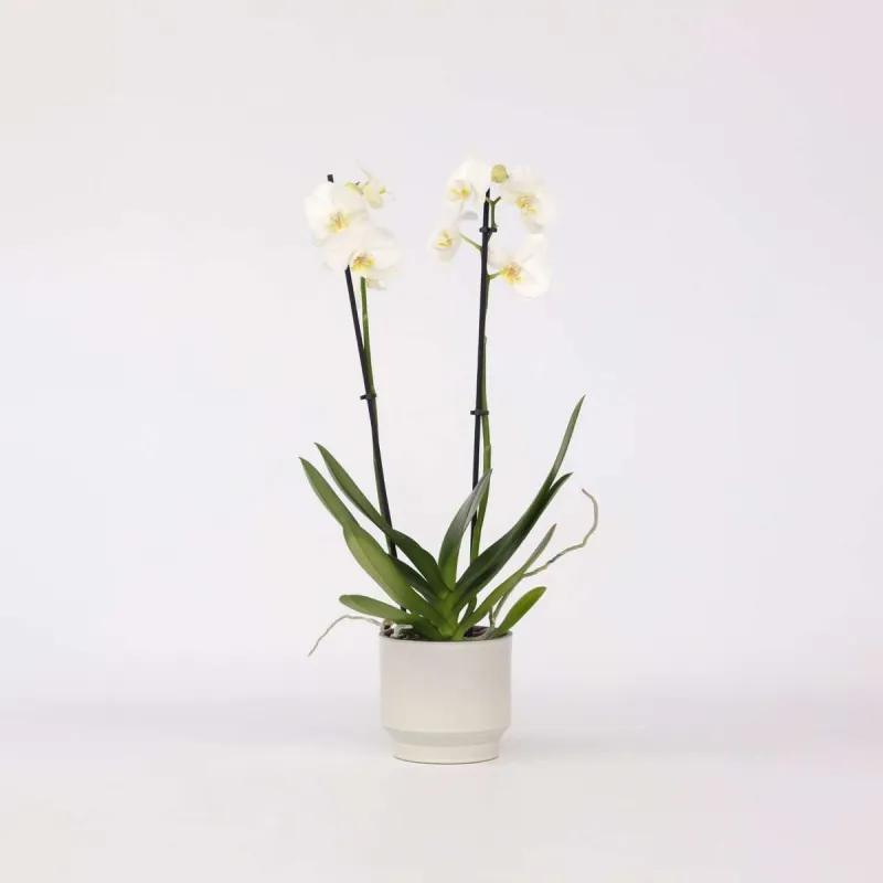 Orchidée Papillon - Phalaenopsis - Hauteur 50-60Cm - ⌀12Cm