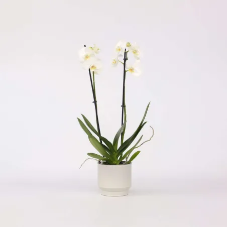 Orchidée Papillon - Phalaenopsis - Hauteur 50-60Cm - ⌀12Cm